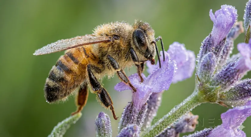 Geeknetic ChatGPT Images vs. Nano Banana Pro: los dos modelos de generación y edición de imágenes frente a frente 3